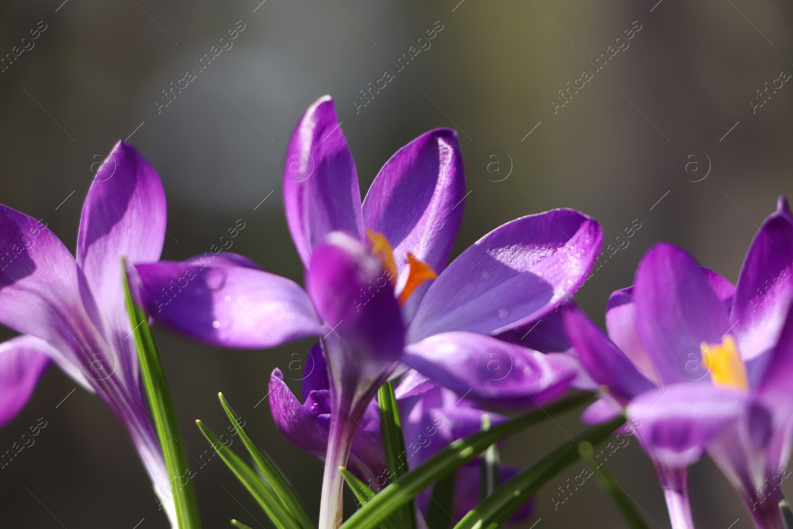 Photo of Fresh purple crocus flowers growing on blurred background, closeup