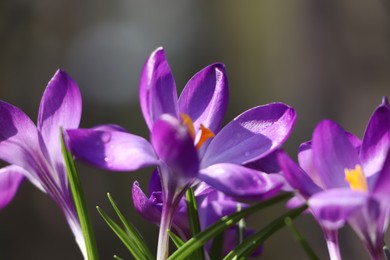 Fresh purple crocus flowers growing on blurred background, closeup