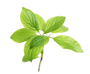 Photo of Branch with green leaves on white background