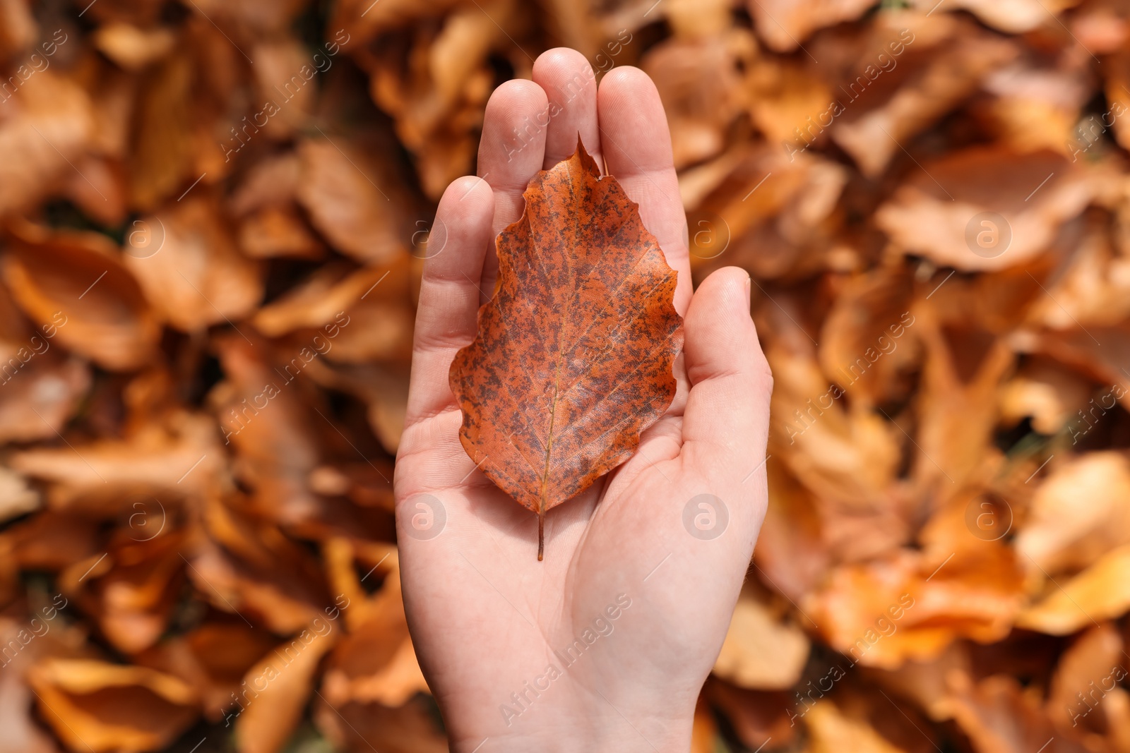Photo of Woman holding autumn leaf over pile of fallen foliage, top view