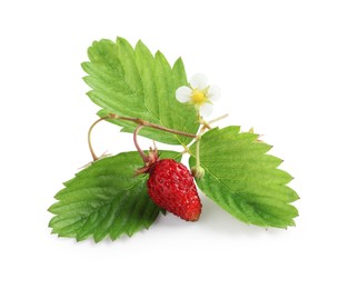 Stem of wild strawberry with berry, green leaves and flower isolated on white