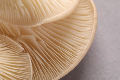 Fresh oyster mushrooms on grey background, macro view