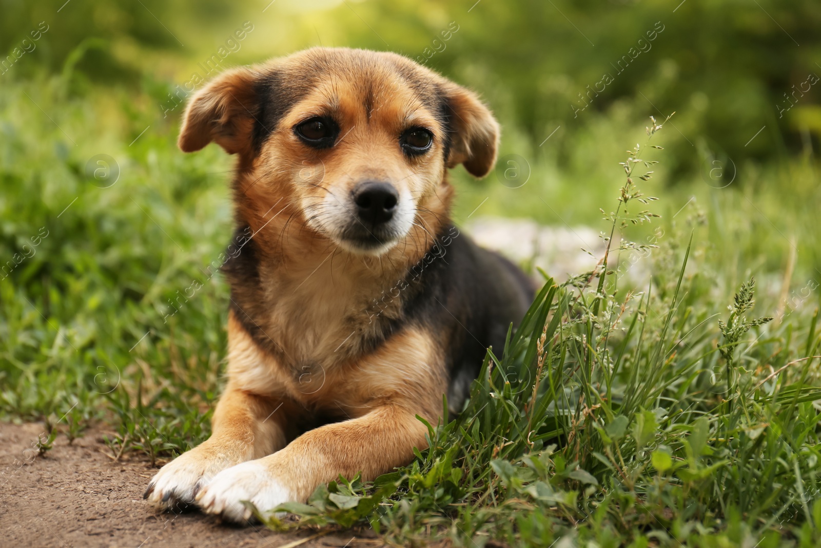 Photo of Cute dog lying on green grass outdoors