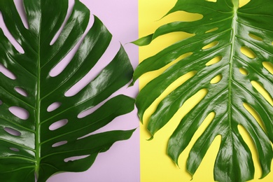 Fresh tropical monstera leaves on color background, top view