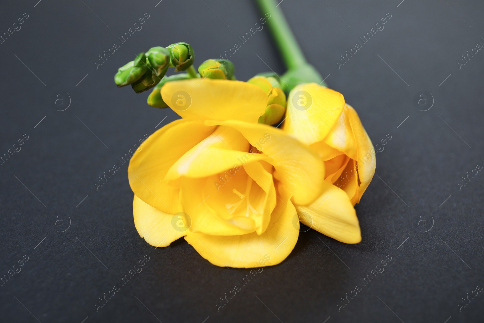 Photo of Beautiful freesia with fragrant flowers on dark background, closeup