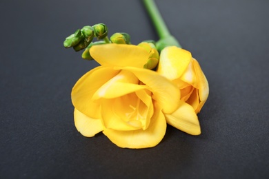 Photo of Beautiful freesia with fragrant flowers on dark background, closeup