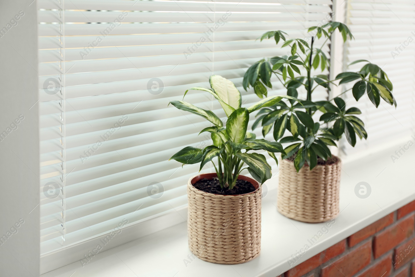 Photo of Different potted plants on sill near window blinds. Space for text