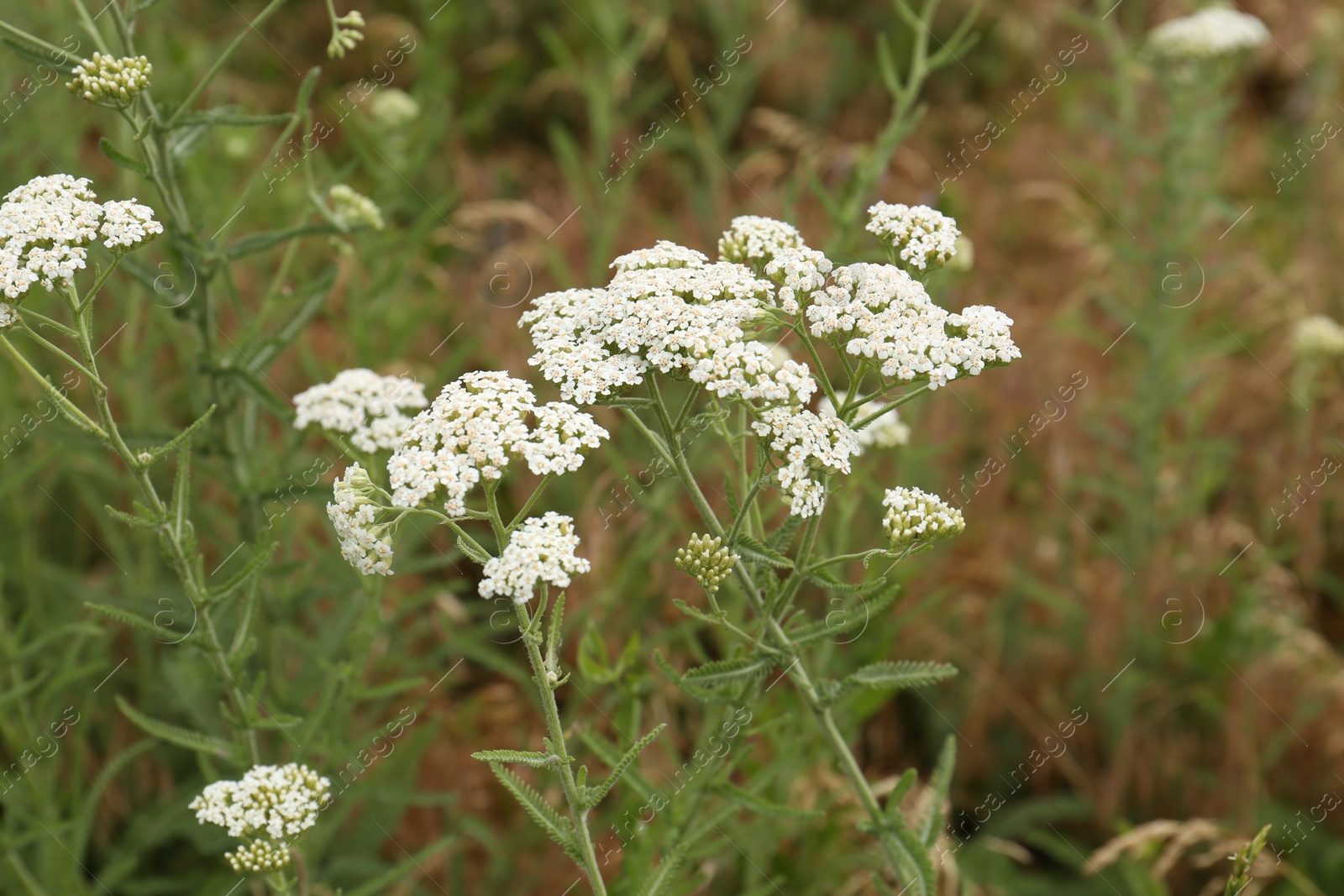 Photo of Beautiful blooming yarrow plants growing in field, closeup