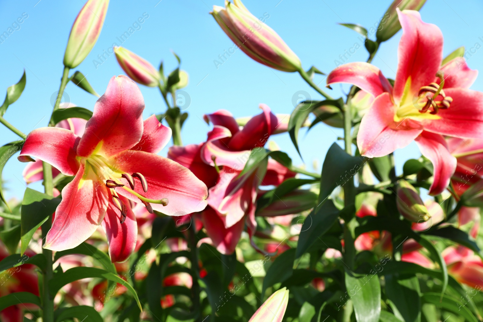 Photo of Beautiful bright pink lilies growing at flower field, closeup