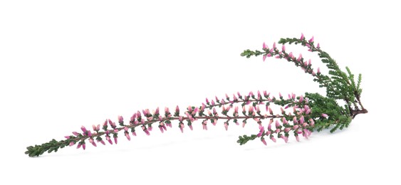 Photo of Branch of heather with beautiful flowers isolated on white