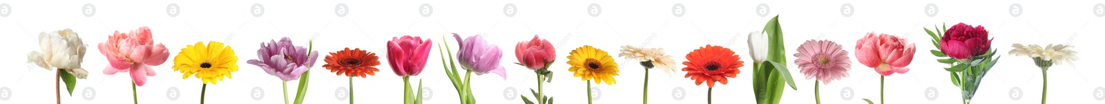 Image of Different beautiful flowers isolated on white, set