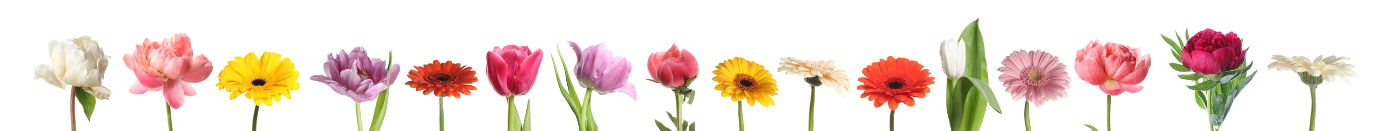 Image of Different beautiful flowers isolated on white, set