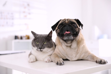 Cute pug dog and cat on white table in clinic. Vaccination day
