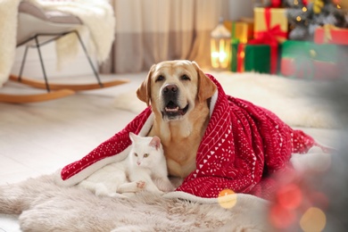 Photo of Adorable dog and cat together under blanket at room decorated for Christmas. Cute pets