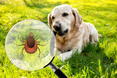 Image of Cute dog outdoors and illustration of magnifying glass with tick