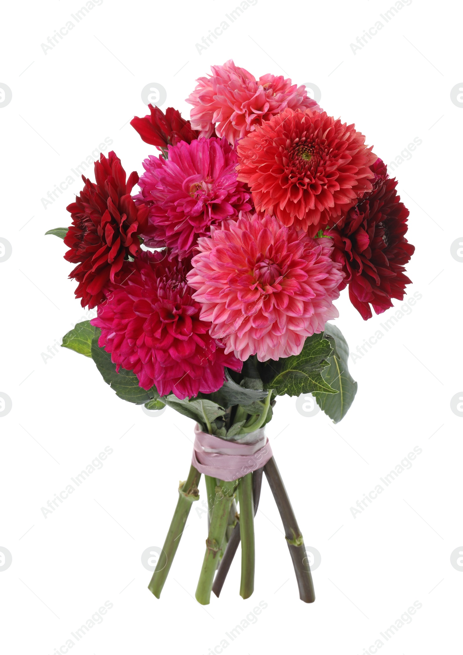 Photo of Beautiful blooming dahlia flowers on white background