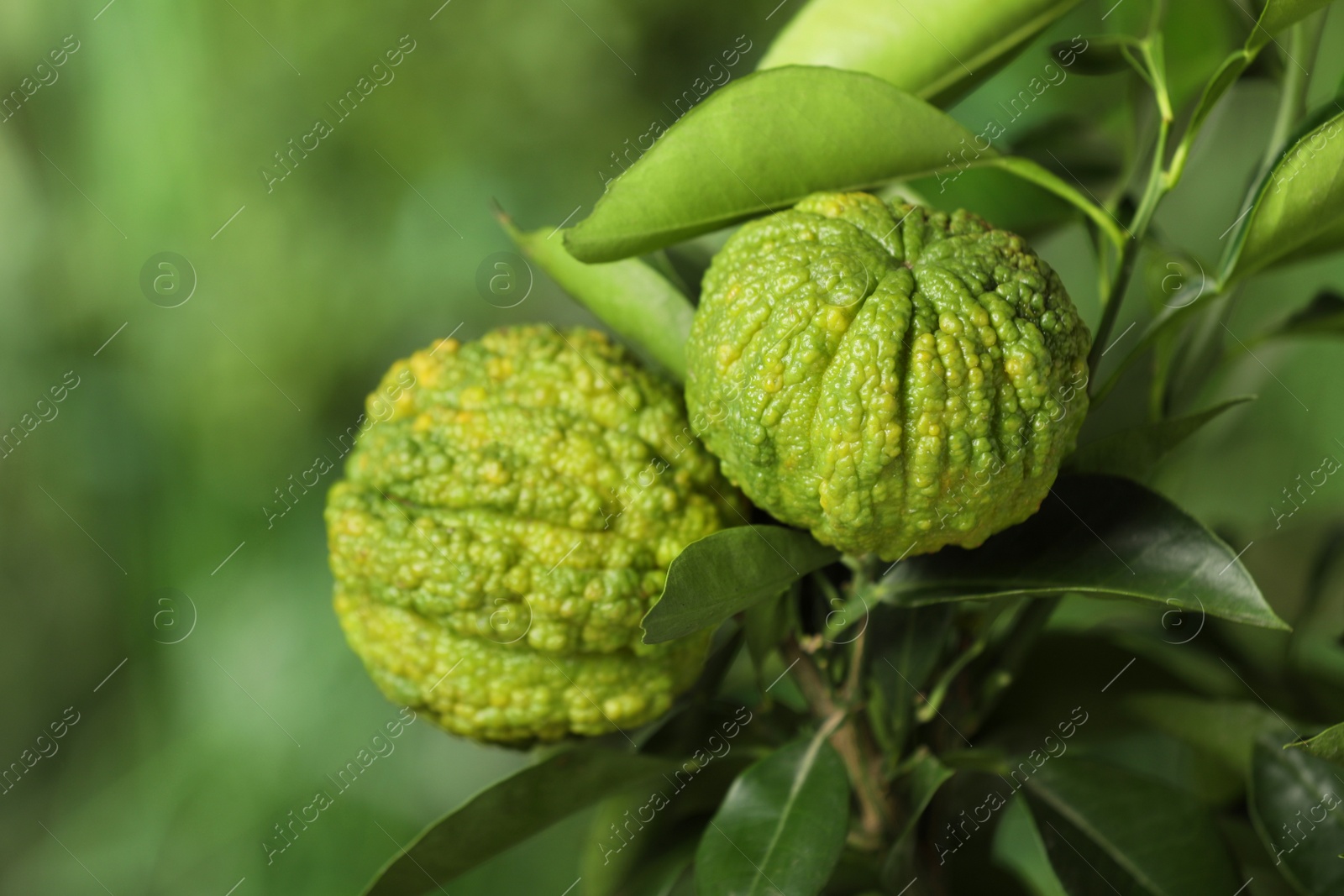 Photo of Closeup view of bergamot tree with fruits outdoors