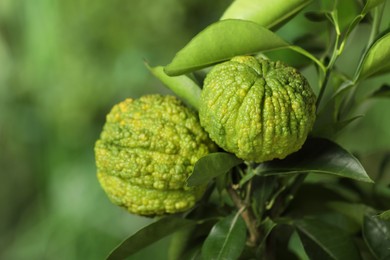 Closeup view of bergamot tree with fruits outdoors