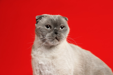 Cute Scottish fold cat on red background. Fluffy pet