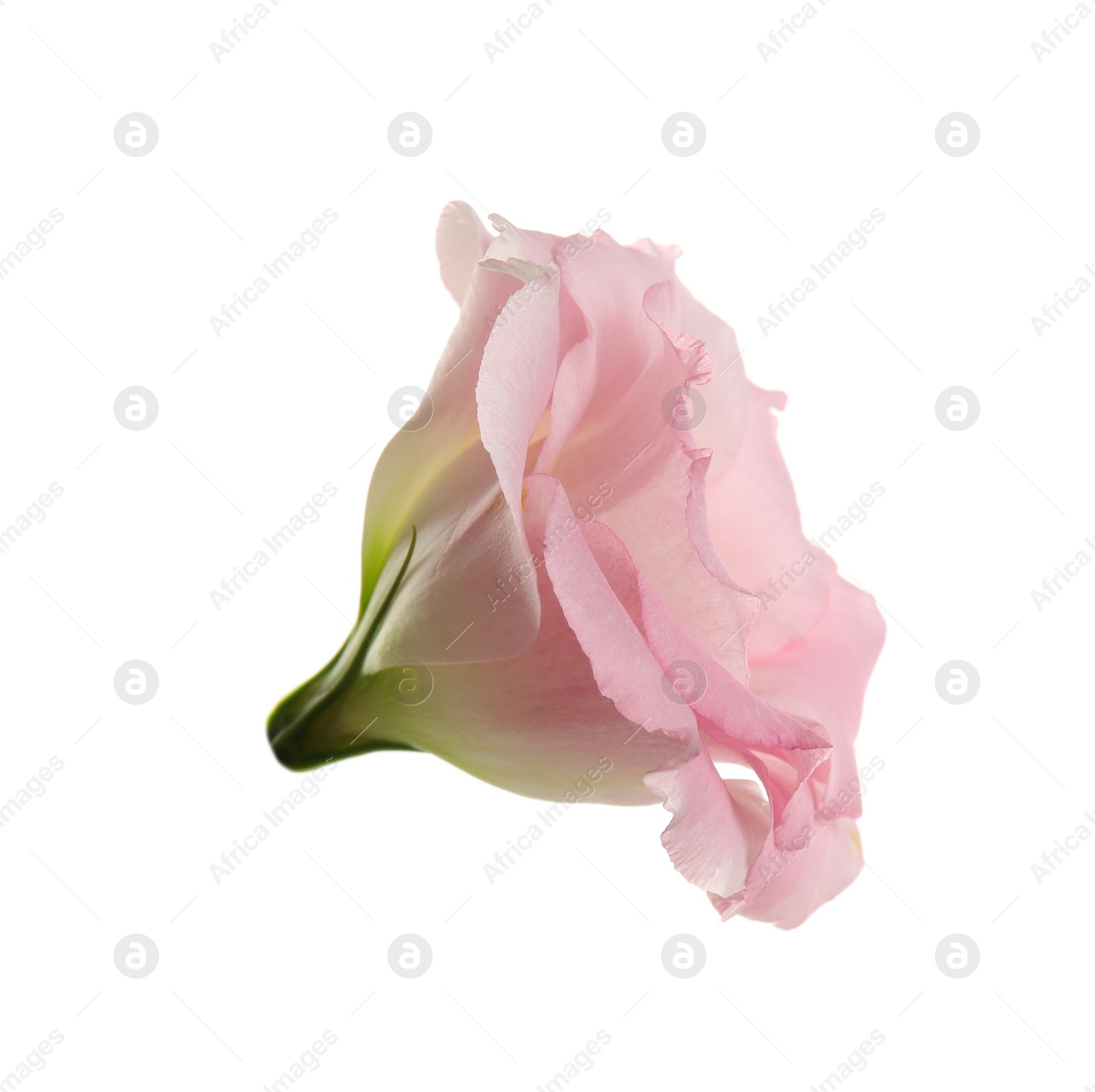 Photo of Beautiful fresh Eustoma flower on white background