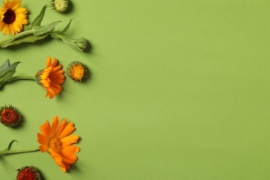 Photo of Beautiful fresh calendula flowers on green background, flat lay. Space for text