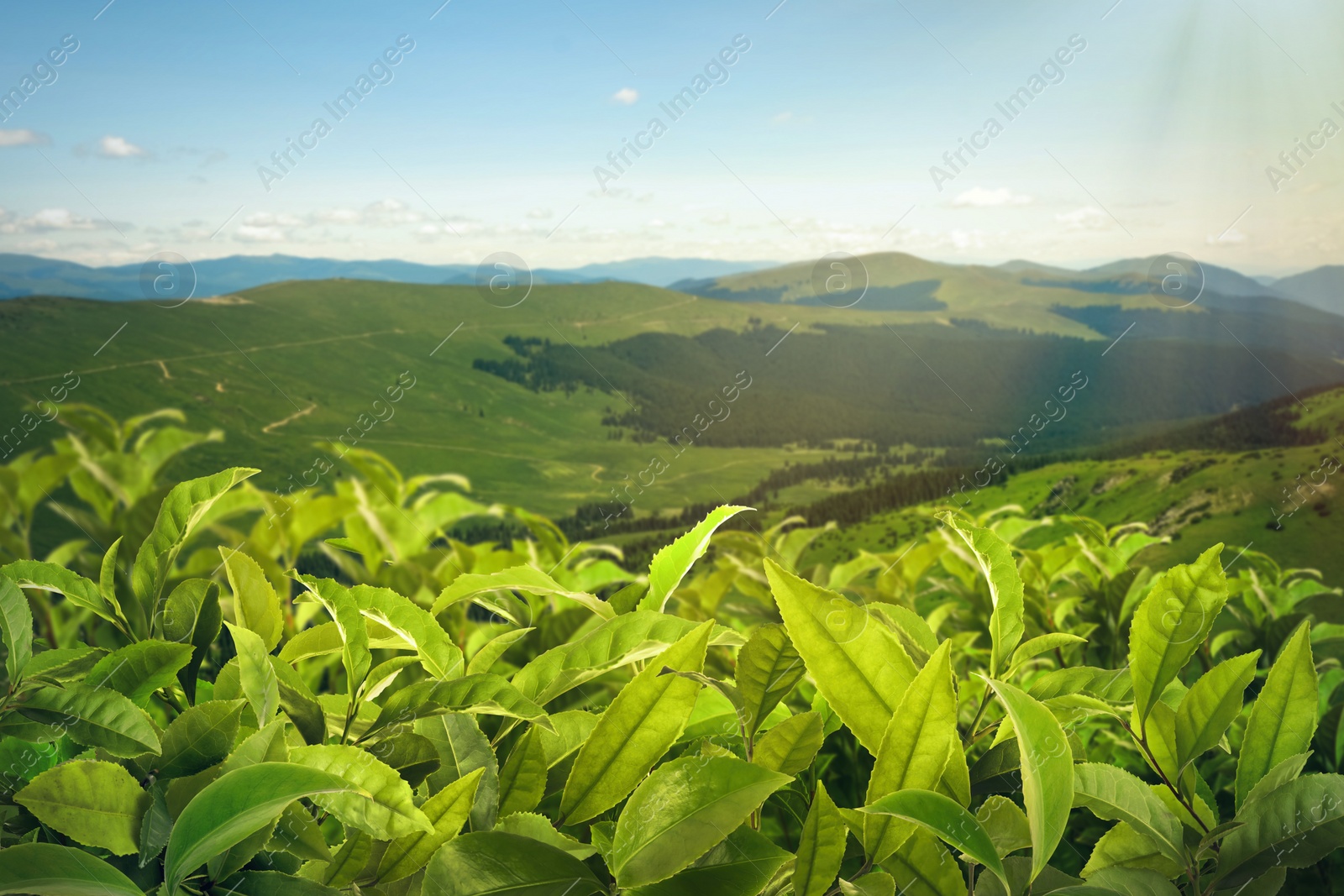 Image of Tea plantation. Plants with fresh green leaves, closeup