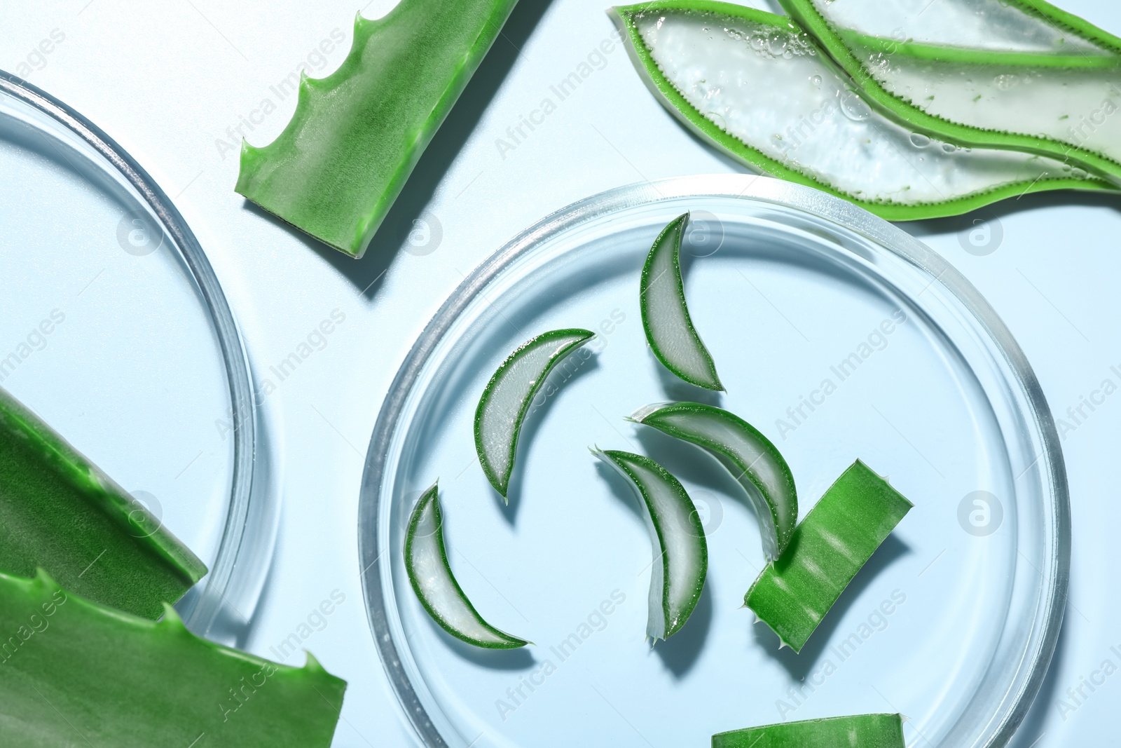 Photo of Petri dishes and cut aloe vera on light blue background, flat lay