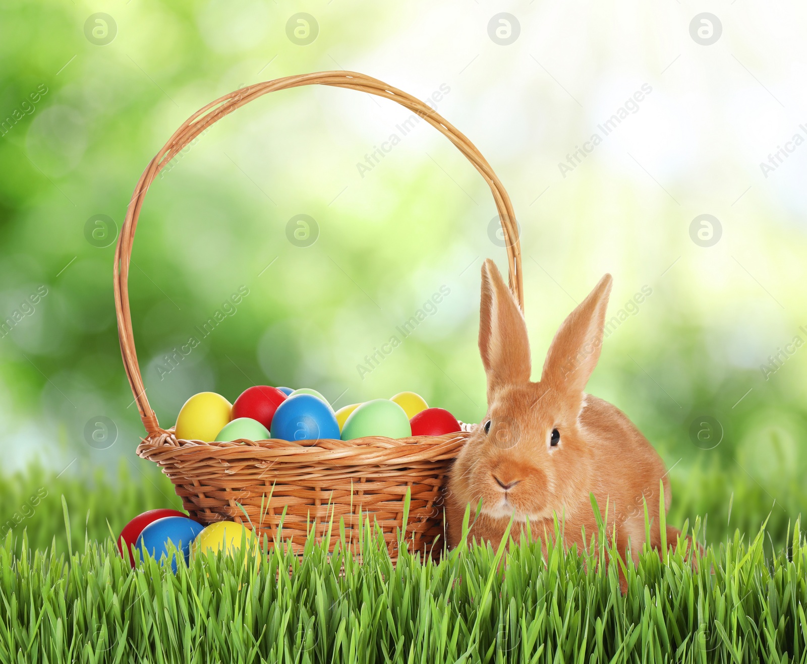 Image of Cute bunny and colorful Easter eggs on green grass outdoors