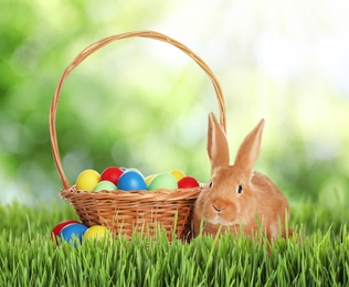 Image of Cute bunny and colorful Easter eggs on green grass outdoors