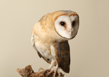 Photo of Beautiful common barn owl on twig against beige background