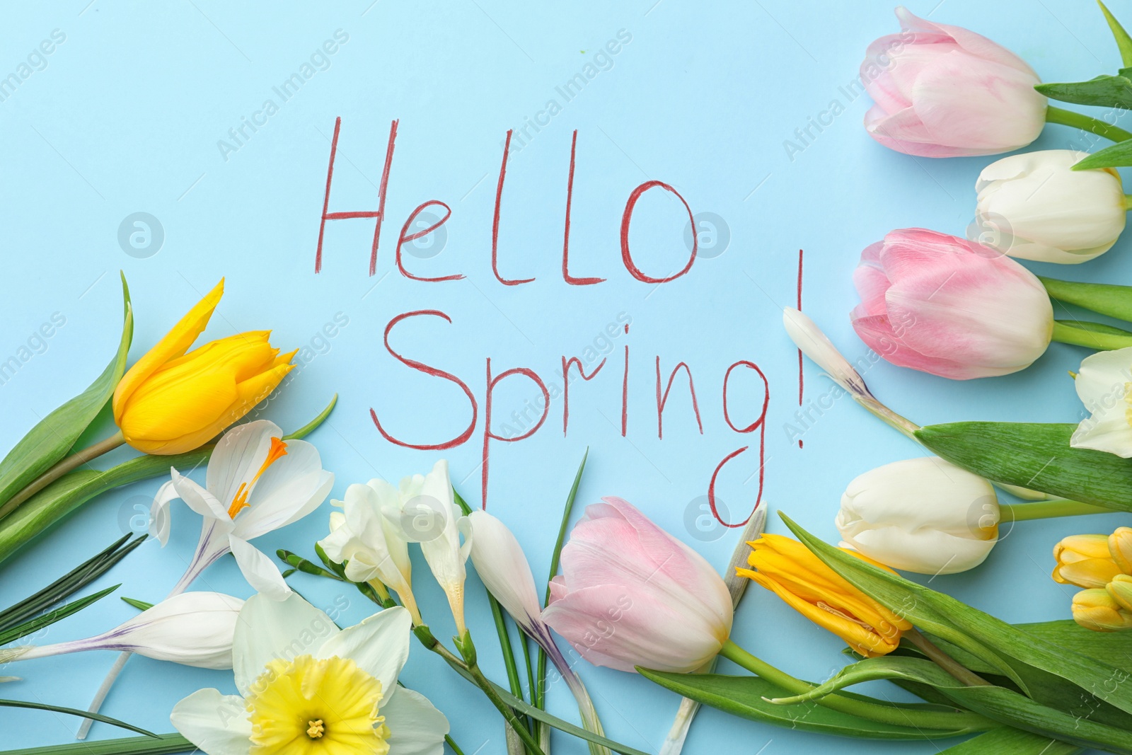 Photo of Words HELLO SPRING and fresh flowers on light blue background, flat lay