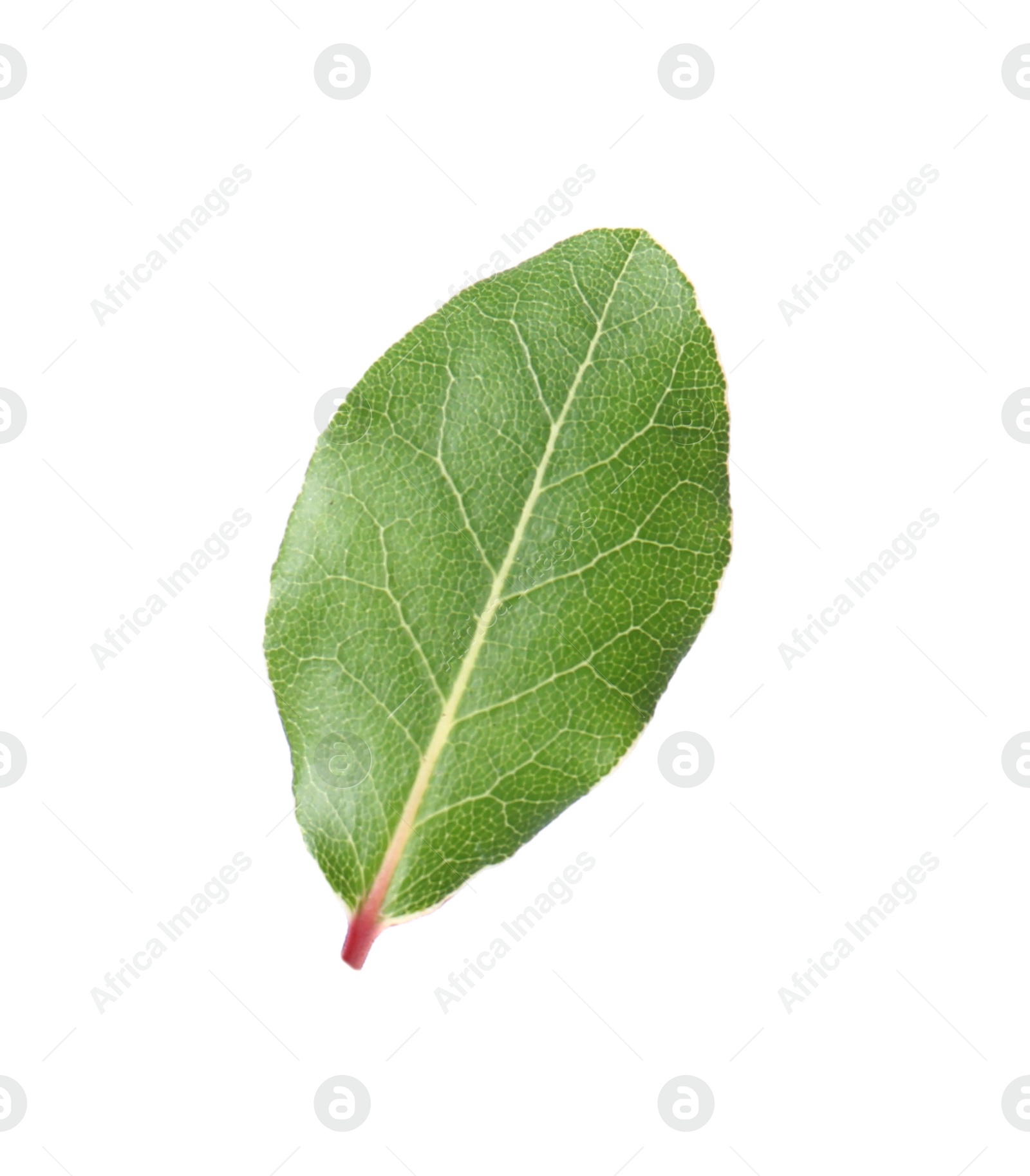 Photo of One fresh bay leaf isolated on white