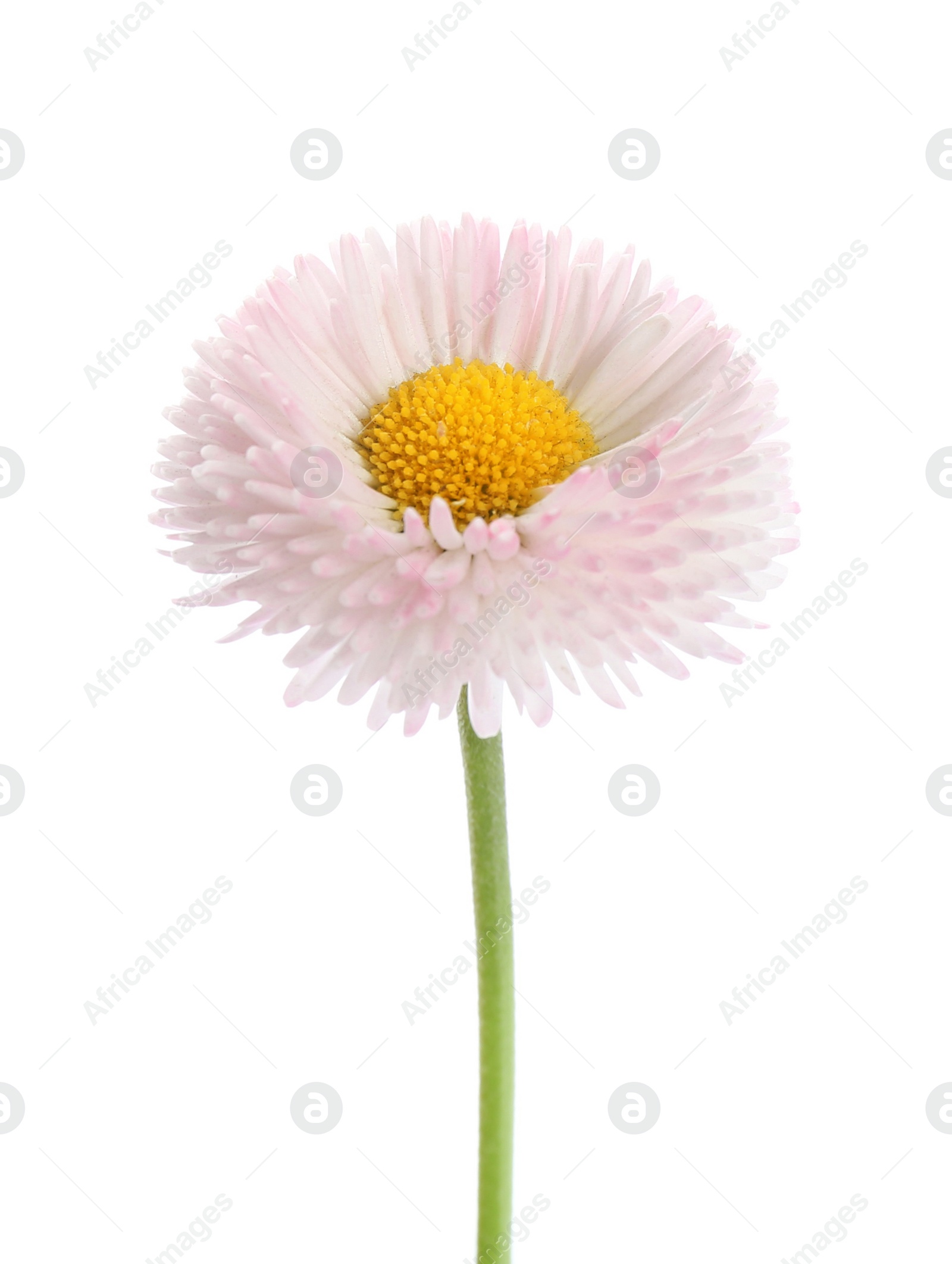 Photo of Beautiful blooming daisy against white background. Spring flower