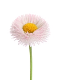 Beautiful blooming daisy against white background. Spring flower