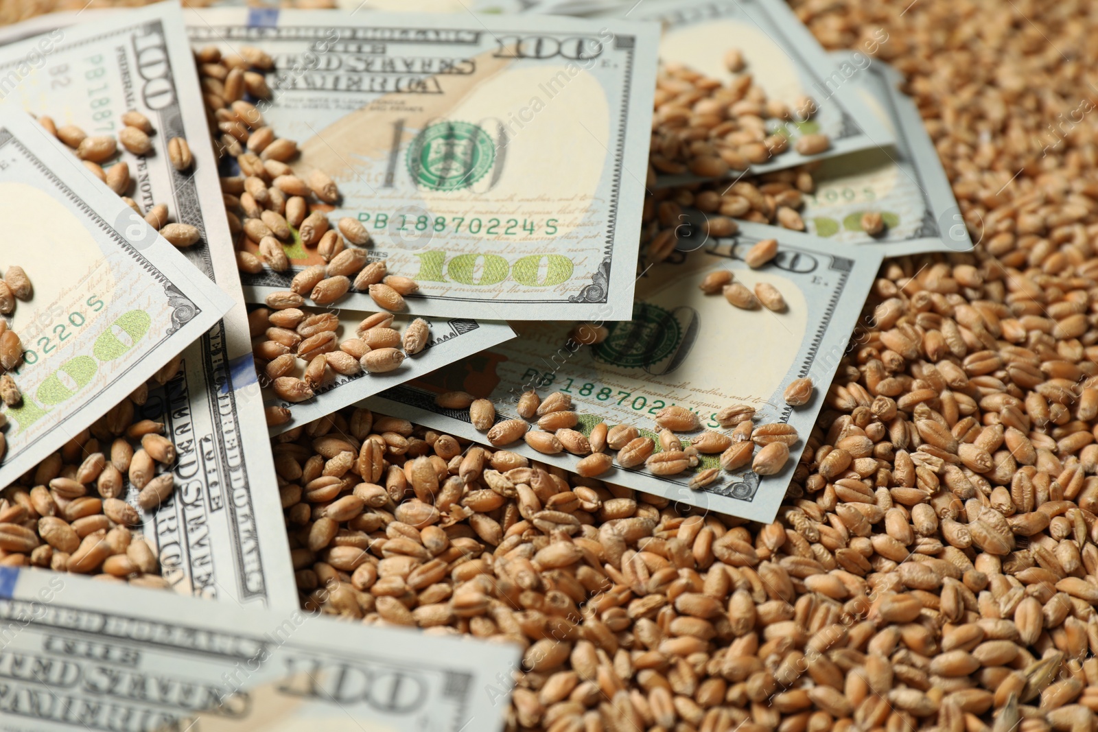 Photo of Dollar banknotes on wheat grains, closeup. Agricultural business