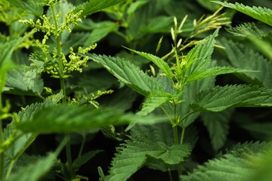 Photo of Beautiful green stinging nettle plants growing outdoors