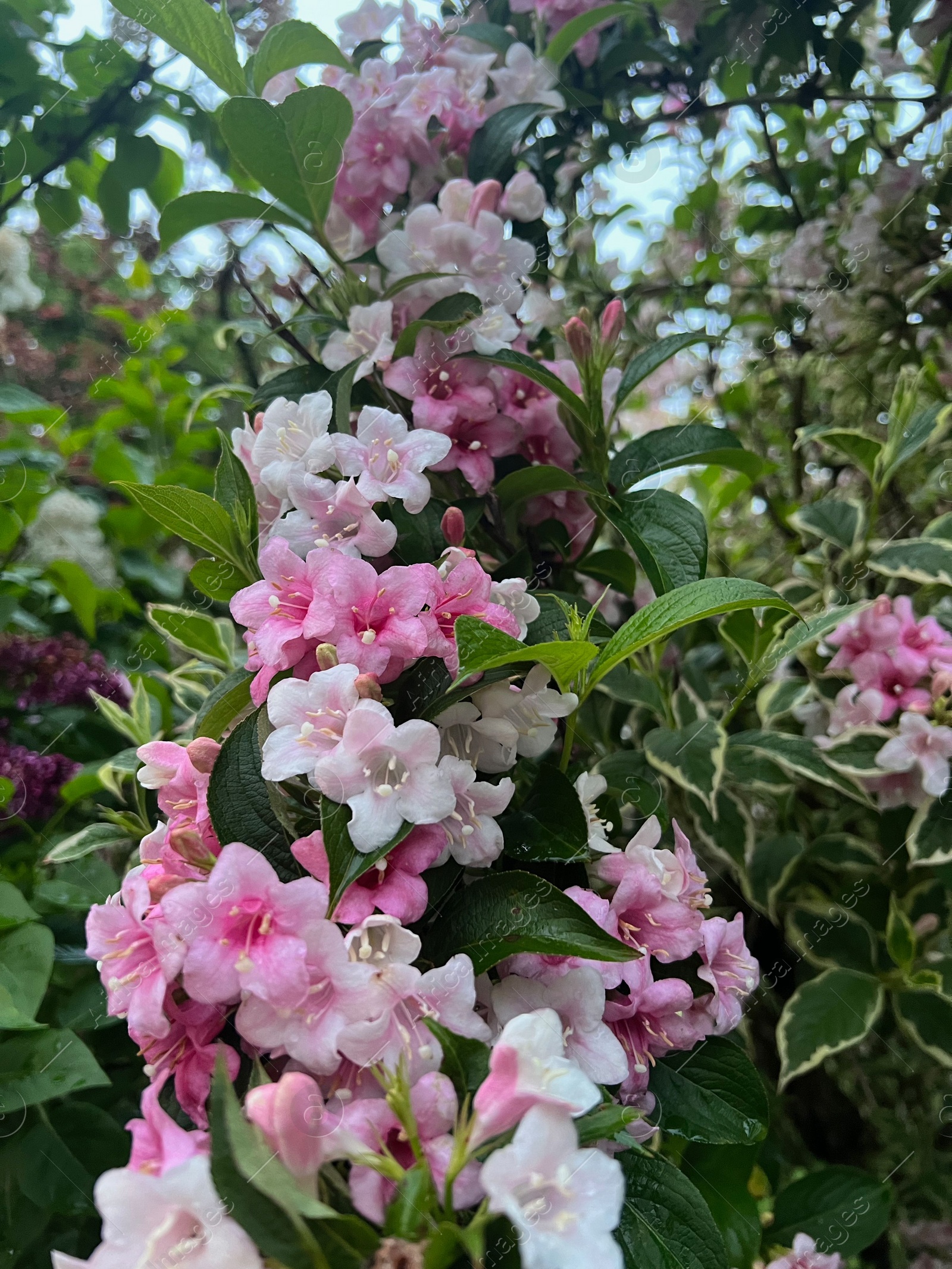 Photo of Beautiful pink and white flowers of blooming weigela shrub outdoors