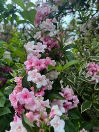 Beautiful pink and white flowers of blooming weigela shrub outdoors