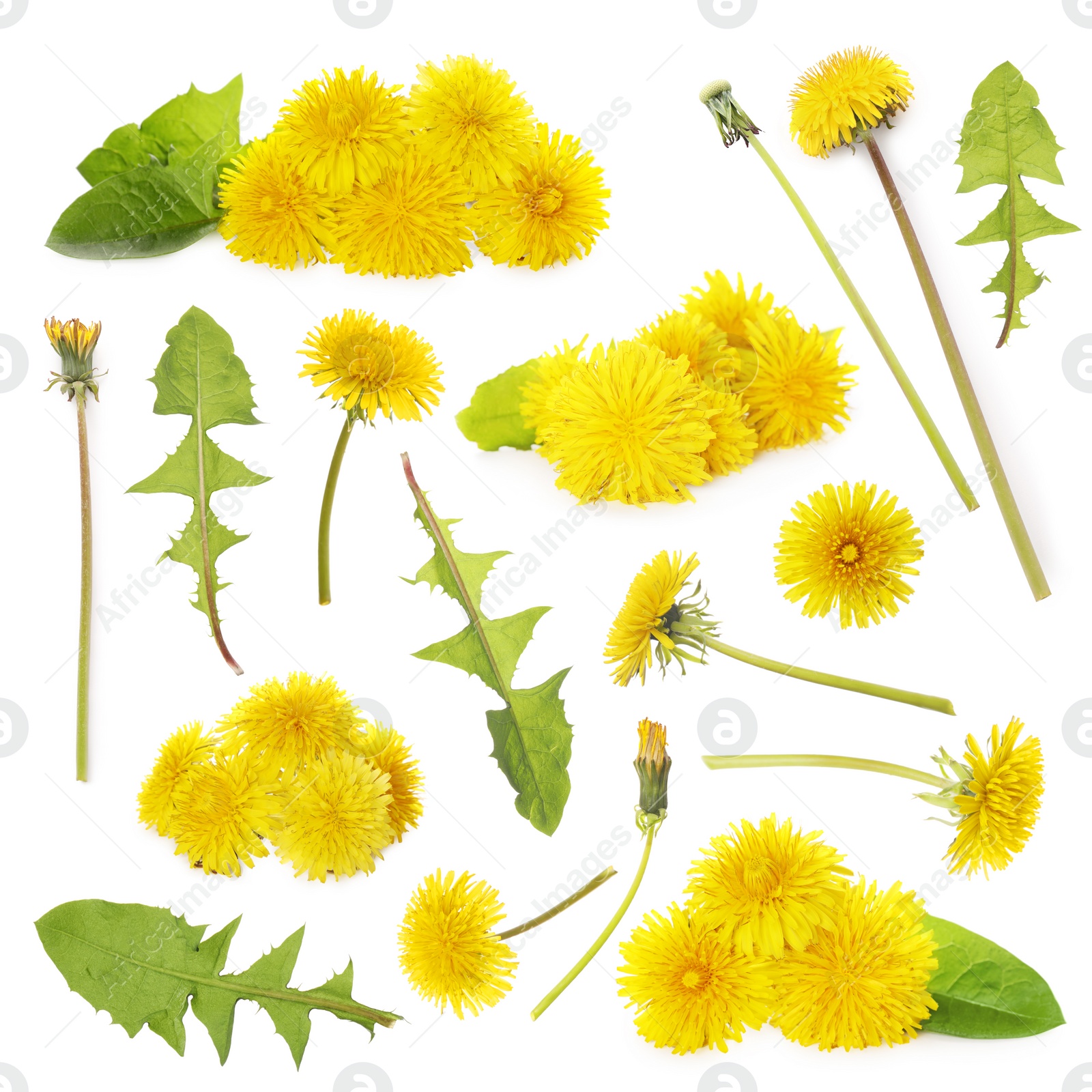 Image of Set with beautiful yellow dandelions on white background