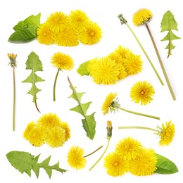 Set with beautiful yellow dandelions on white background