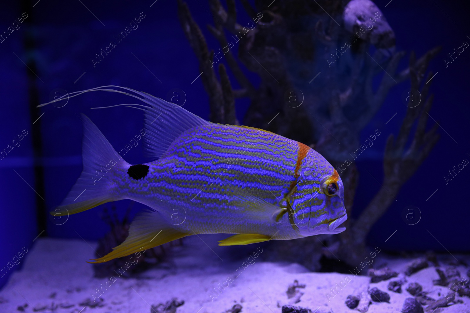 Photo of Beautiful exotic fish swimming in clear aquarium