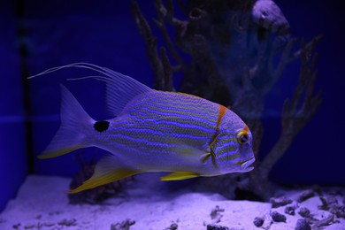 Beautiful exotic fish swimming in clear aquarium