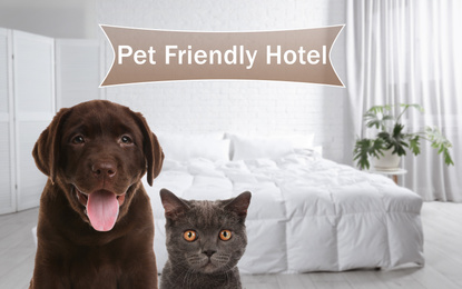 Image of Cute cat and dog in room, space for text. Pet friendly hotel 