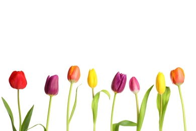 Photo of Beautiful bright tulips on white background. Spring flowers