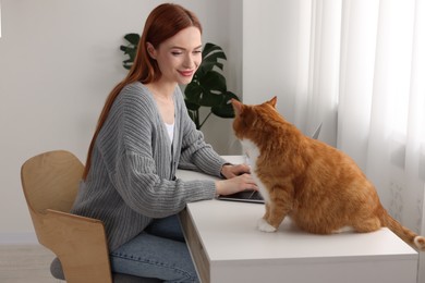 Woman working with laptop at desk. Cute cat sitting near owner at home
