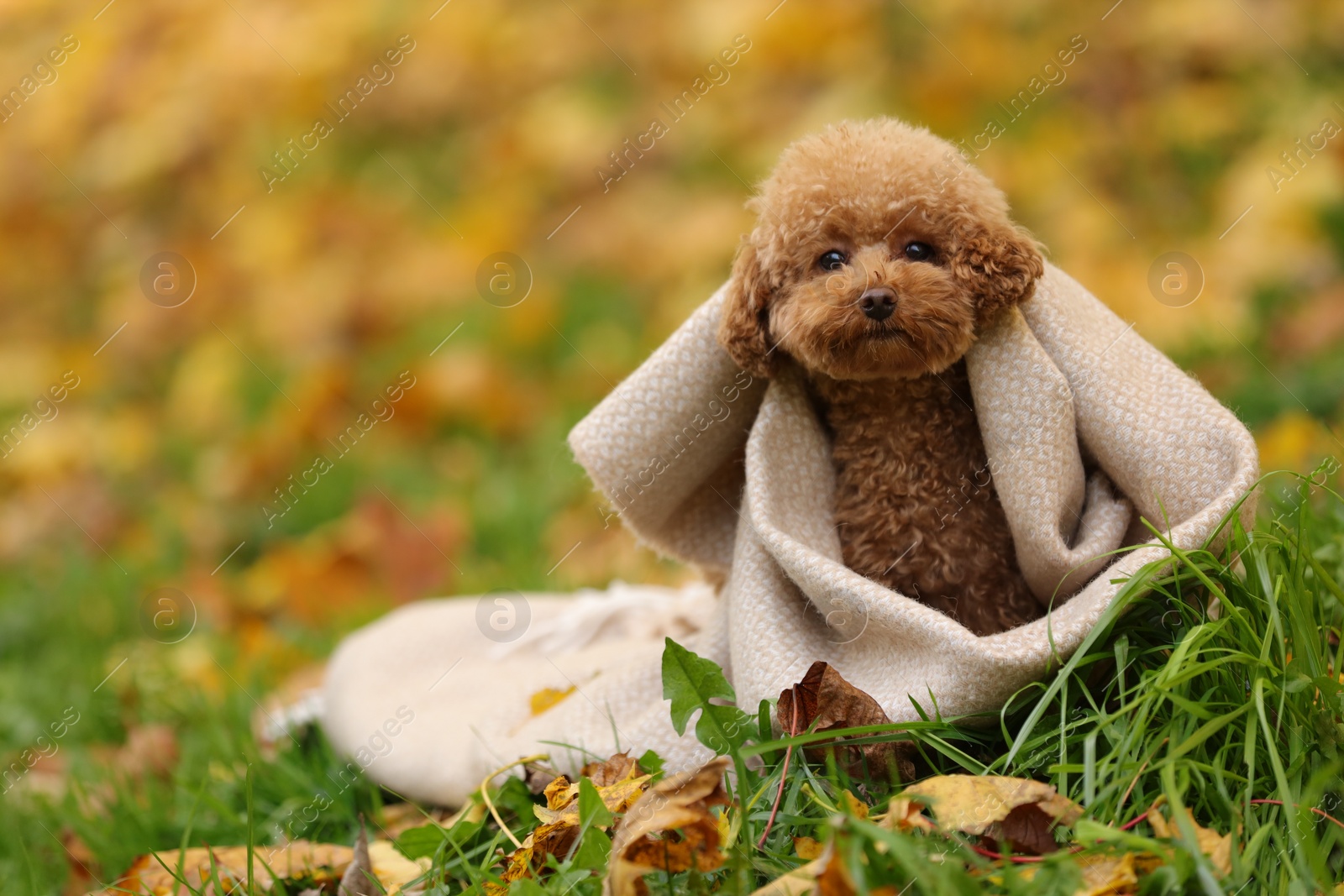 Photo of Cute Maltipoo dog wrapped in blanket in autumn park, space for text