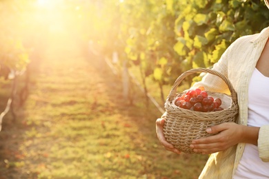 Photo of Woman holding wicker basket with ripe grapes in vineyard, closeup
