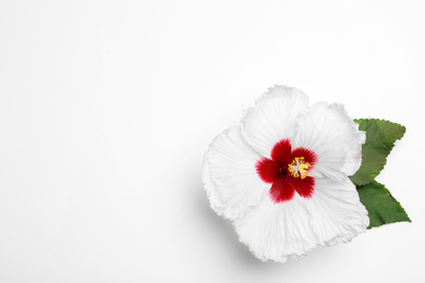 Photo of Beautiful tropical hibiscus flower with leaves on white background, top view