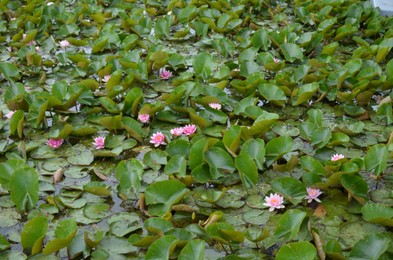 Photo of Beautiful water lily flowers and leaves in pond
