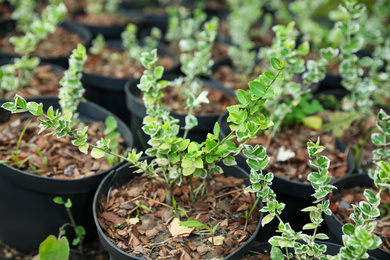 Photo of Green tree seedlings in pots, closeup. Planting and gardening